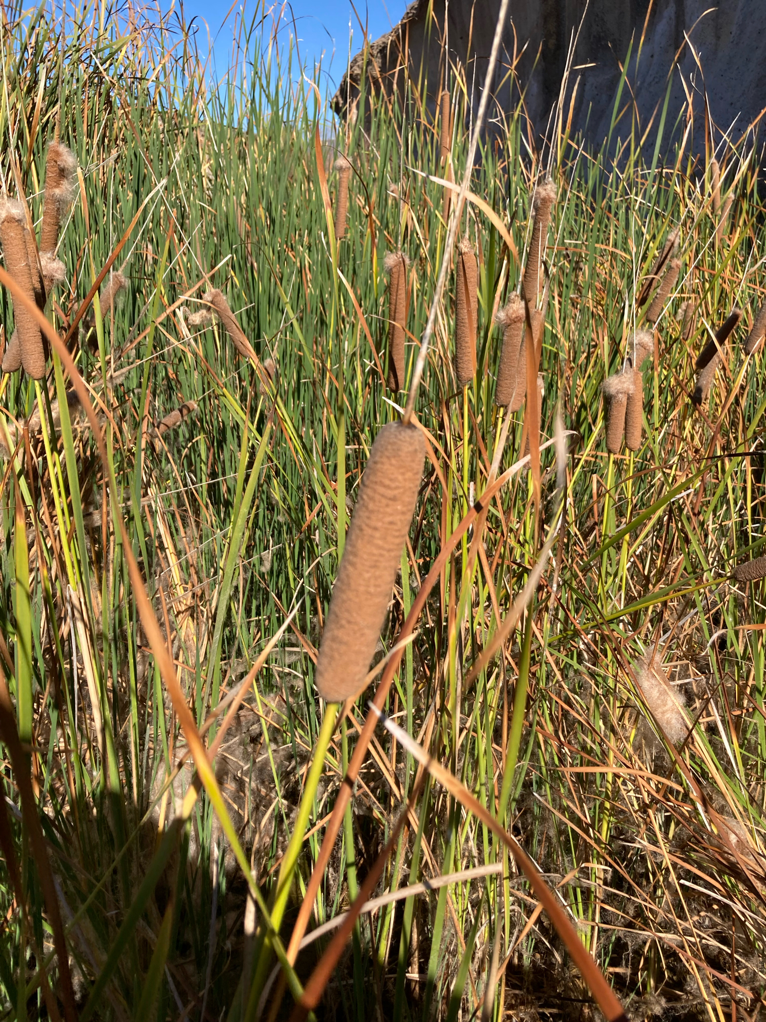 Totora