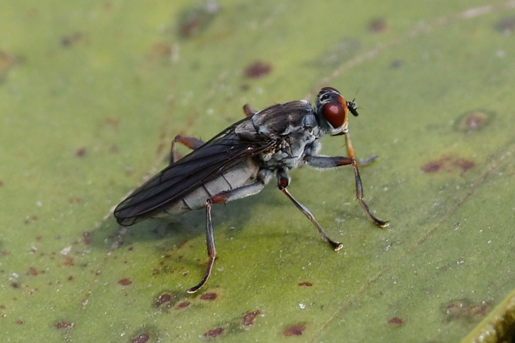 Hydromyza