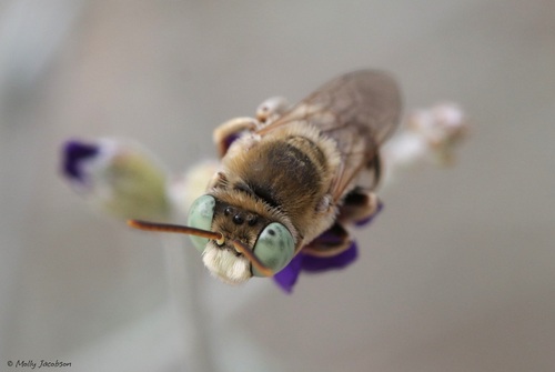 Svastra minima