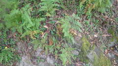 Hypolepis polypodioides