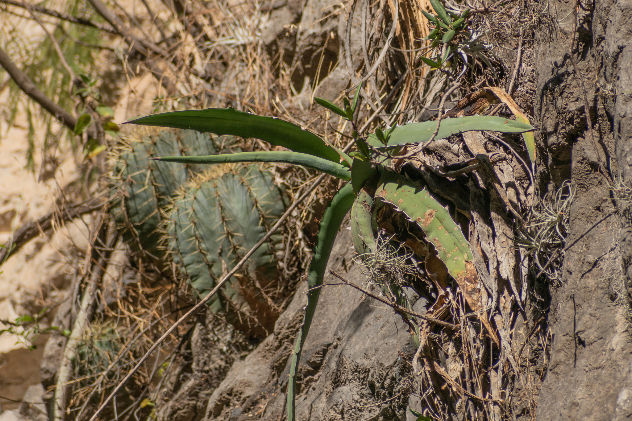 Maguey