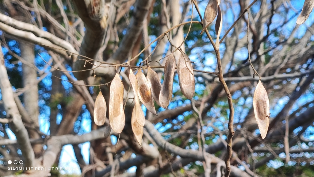 Tachigali rubiginosa
