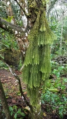 Phlegmariurus linifolius