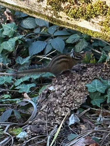Townsend's Chipmunk observed by pepaas