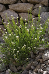 Christolea crassifolia