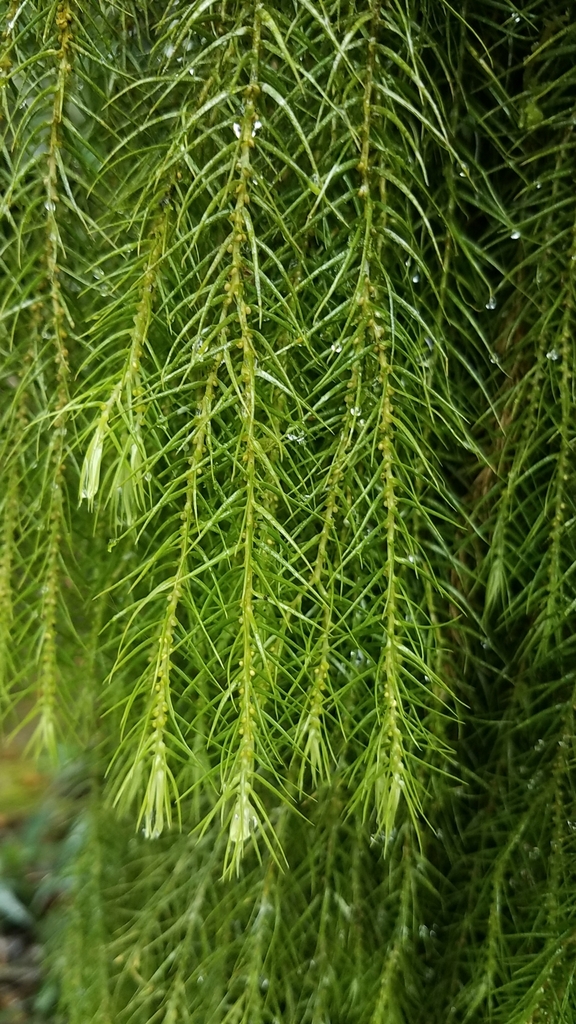 Phlegmariurus linifolius