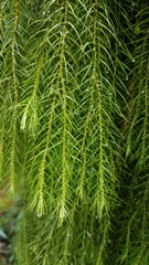 Phlegmariurus linifolius