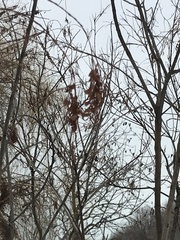 Caragana arborescens