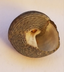 Steromphala