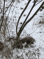 Caragana arborescens