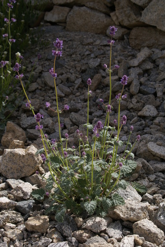 Image of Nepeta Floccosa (Nepeta floccosa) by no rights reserved