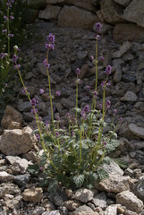 Nepeta floccosa