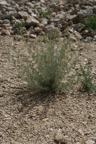 Image of Ajania Fruticulosa (Ajania fruticulosa) by no rights reserved