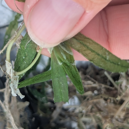halophila seagrass (Halophila stipulacea)