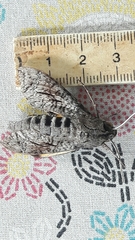 Isognathus allamandae