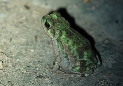 Peltophryne peltocephala