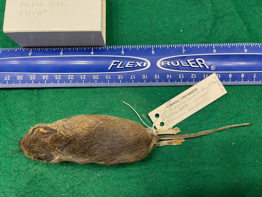 Cotton Mouse from Jackson County, MS, USA on February 20, 2012 by Janet ...