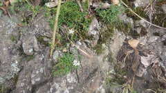 Cherleria circassica