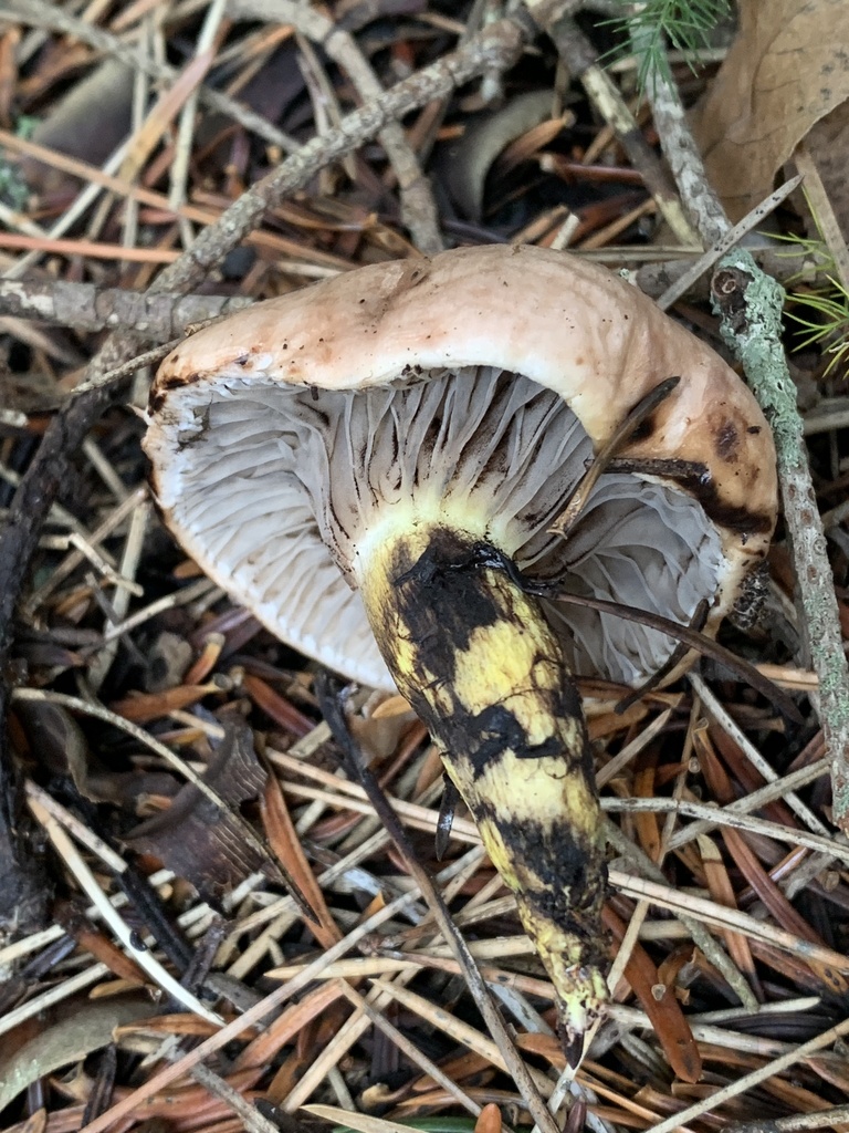 Gomphidius glutinosus