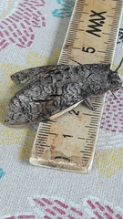 Isognathus allamandae