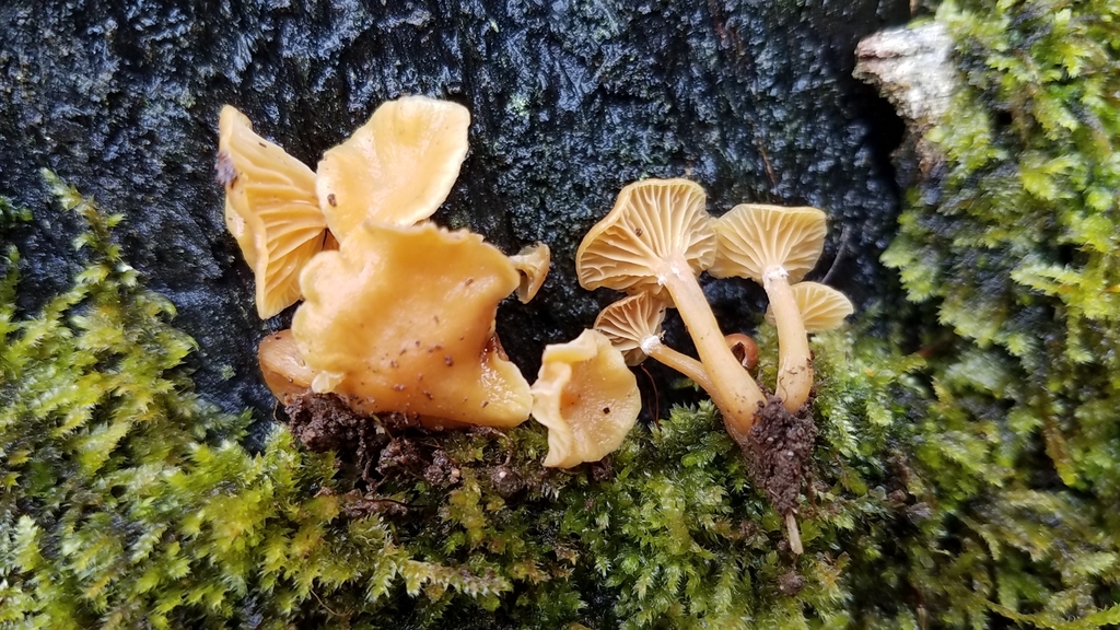 Galerina velutipes · February 2020 · photo: © alan_rockefeller (iNaturalist, cc-by-sa)