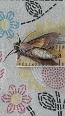 Isognathus allamandae