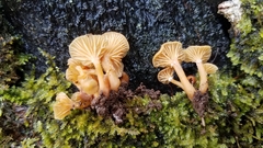 Galerina velutipes