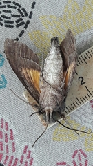 Isognathus allamandae