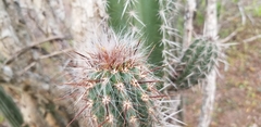Oreocereus