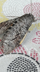 Isognathus allamandae