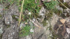 Cherleria circassica