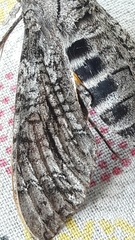 Isognathus allamandae