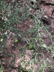 Asparagus fallax
