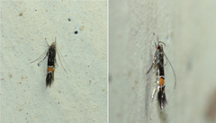 Cosmopterix