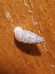 Microceramus pontificus image