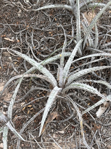 Deinacanthon urbanianum, photograph 2