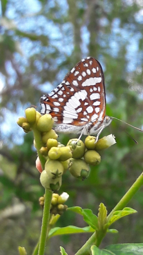 Ariconias glaphyra