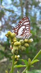 Ariconias glaphyra