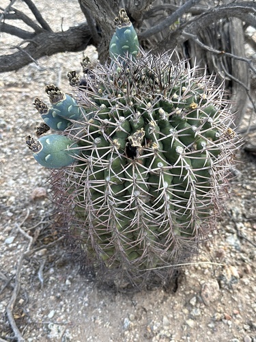 Gymnocalycium schickendantzii