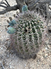 Gymnocalycium schickendantzii