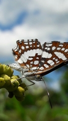 Ariconias glaphyra