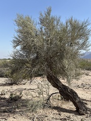 Bulnesia retama, photograph (c) Rosario Douglas, some rights reserved (CC BY)