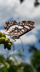 Ariconias glaphyra