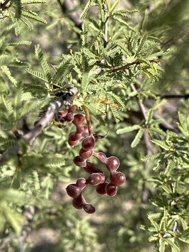 Mesquite (Strombocarpa torquata)