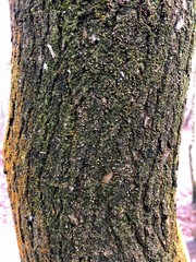 Cyphella ferruginea