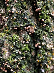 Cyphella ferruginea