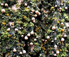Cyphella ferruginea