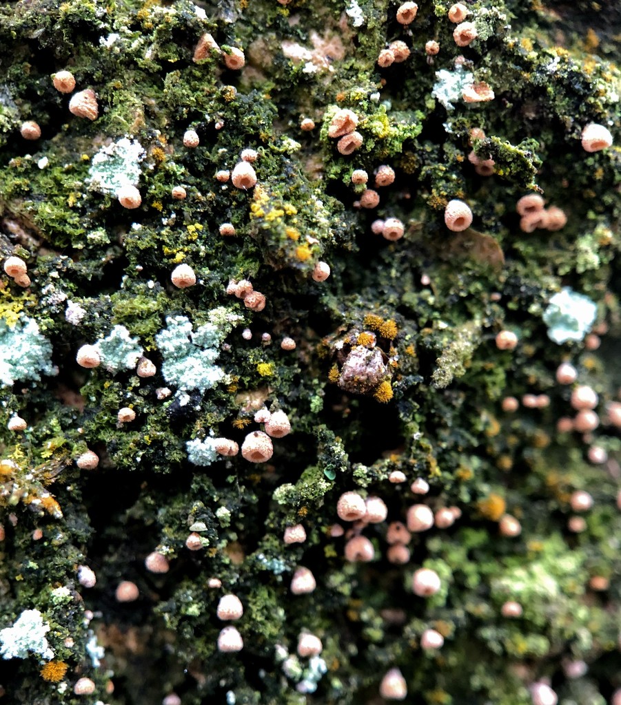 Cyphellaceae