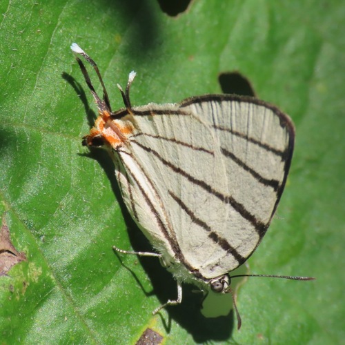 Fine-lined Hairstreak (Arawacus sito)