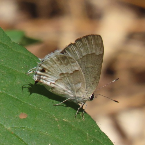 White Scrub-Hairstreak (Strymon albata)